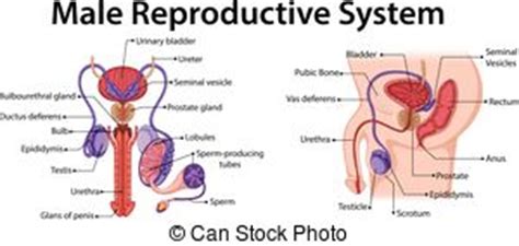 Groups of similar cells form tissues; Male ill reproductive system. vector illustration.