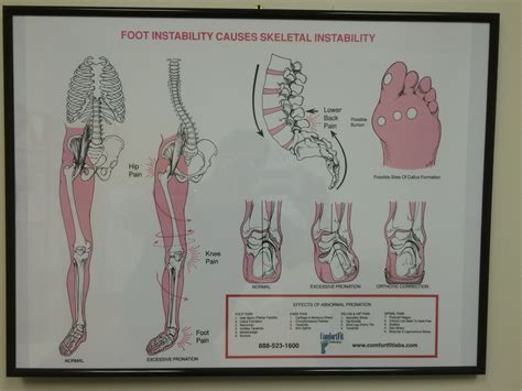 Don't forget to utilise these top anatomy study tips! The 19 Muscles Of The Foot - Muscles Of The Leg And Foot ...