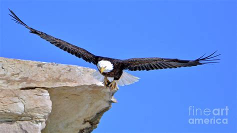 Grasp With Talon Strong Bald Eagle Photograph By Tracie Fernandez