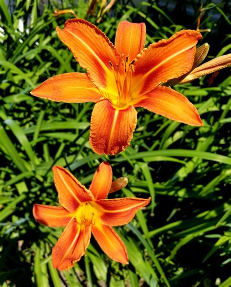 Free Tiger Lily Nature Images Pixabay
