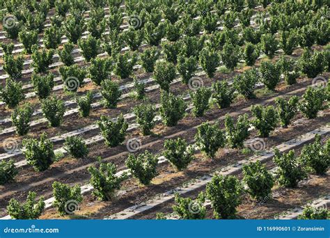 Hazelnut Orchard In Spring Aerial View Stock Image Image Of Landscape