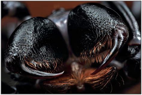 Male Eastern Mouse Spider Missulena Bradleyi Central Co Flickr