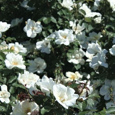 White Knock Out Rose Flowering Bushes Rose Perennial Garden