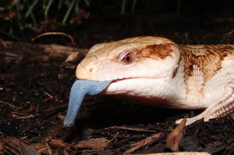 Why This Lizard Sticks Its Tongue Out At Predators Discover Wildlife