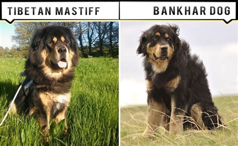 11 Dogs Like The Tibetan Mastiff Pethelpful