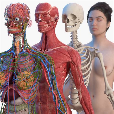Realistic Digestive System Human Male Anatomy D Model My Xxx Hot Girl