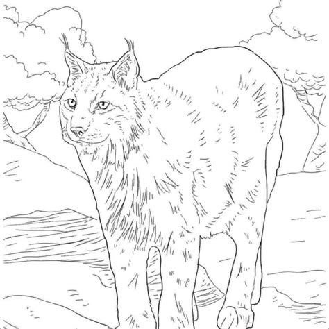 Lynx Coloring Pages Coloringbay