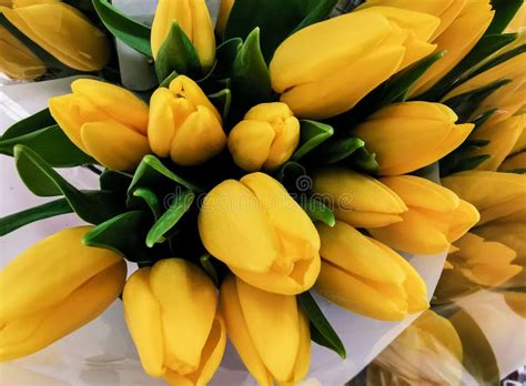 Bouquet Of Yellow Tulip Flowers Arrangement For Wedding Stock Image