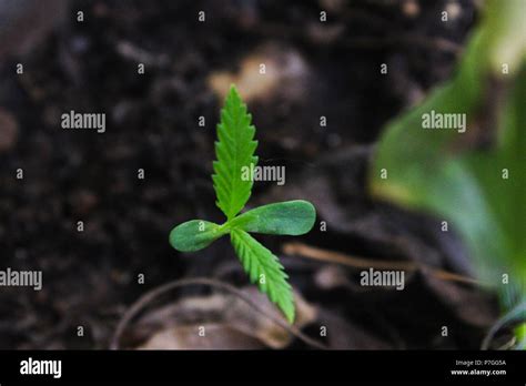 Legalized Weeds Hi Res Stock Photography And Images Alamy