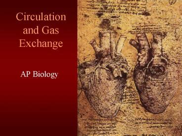 Ppt Circulation And Gas Exchange Powerpoint Presentation Free To