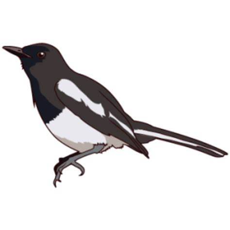 Magpie Robin Drawing Free Images At Vector Clip Art