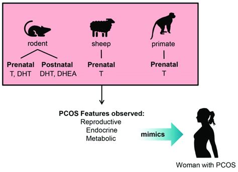 Proposed Optimal Period For Exposure Of Excess Androgens To Induce The Download Scientific