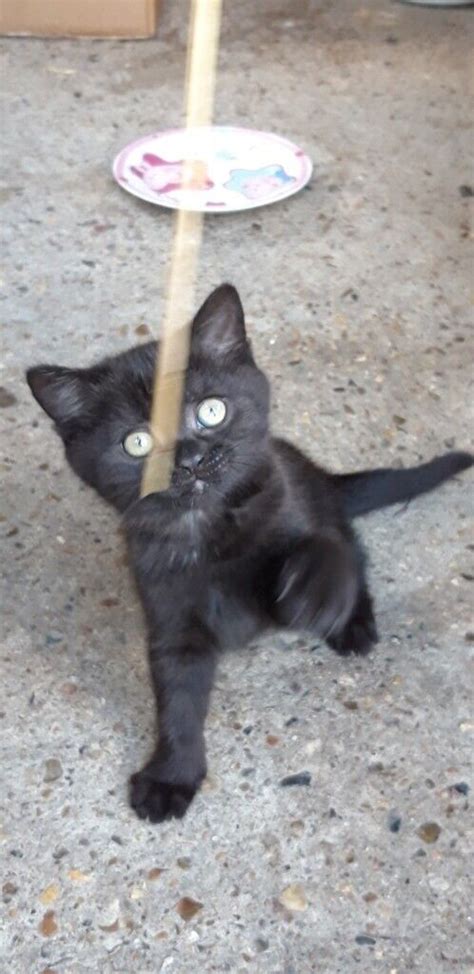 Pedigree Black Smoke Female British Shorthaired Kitten In Beccles