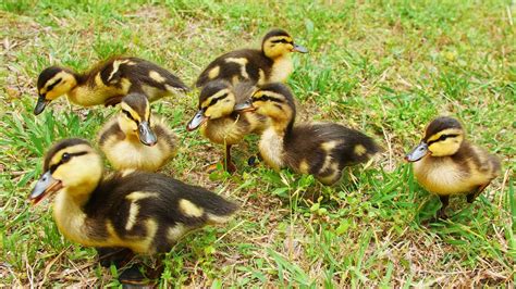 Raising New Mallard Ducklings Youtube