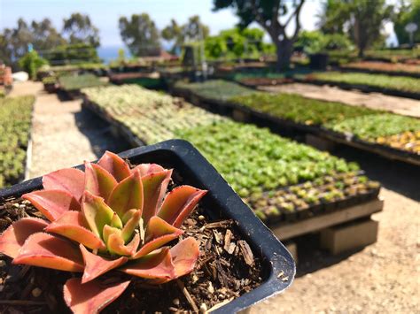 Today Ritap Of This Beautiful Succulent Nursery Overlooking The Ocean