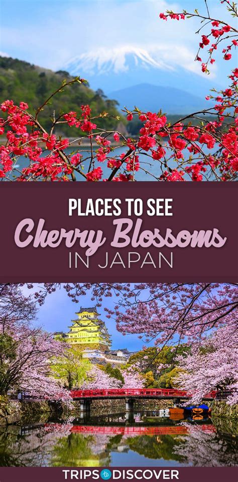 Cherry Blossoms In Japan With The Words Places To See Cherry Blossoms