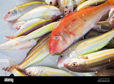Red And Yellow Tropical Fish Catch On Fish Market Table Striped Coral