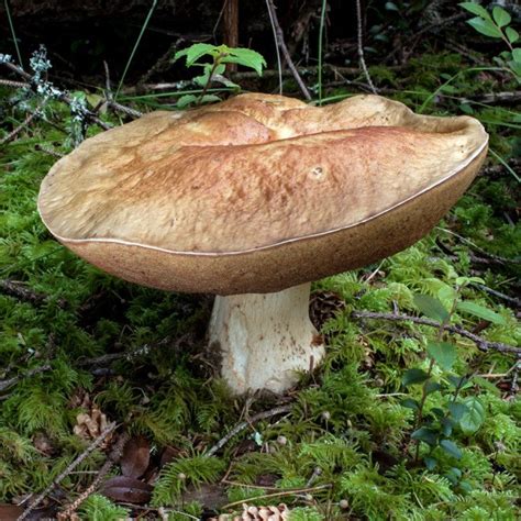 3 Edible Mushrooms That Are Easy To Find And How To Avoid The