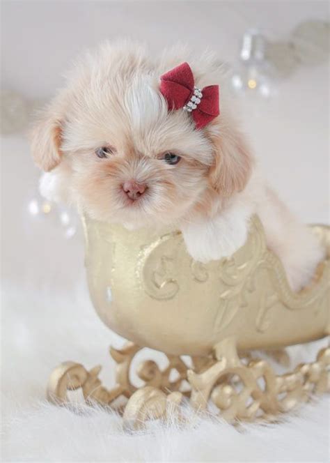 Download boutique teacup puppies and enjoy it on your iphone, ipad, and ipod touch. Pin on Shih Tzu