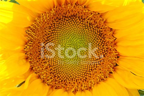 Sunflower Close Up Stock Photo Royalty Free Freeimages