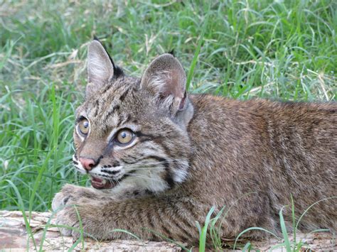 In Sync Exotics Welcomes Baby Bobcat Blue Ribbon News