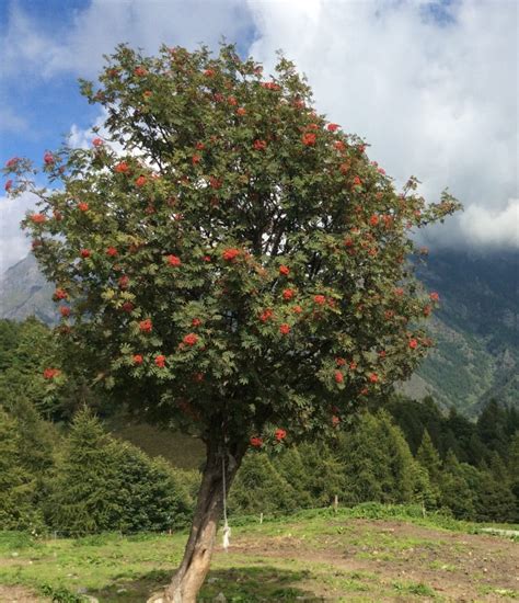 Sorbus Aucuparia Sorbo Degli Uccellatori Piante Da Bacca Azienda