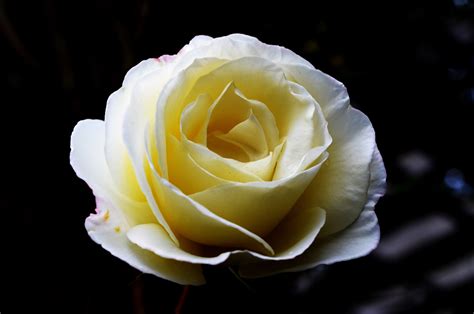 Big White Roses Free Stock Photo Public Domain Pictures
