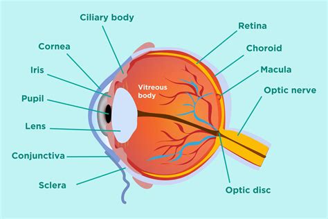 Inflammatory Arthritis And Eye Health Prevention Symptoms Treatment