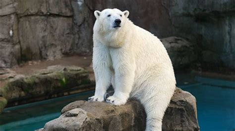 Anana The Polar Bear Says Goodbye To Lincoln Park Zoo Abc7 Chicago