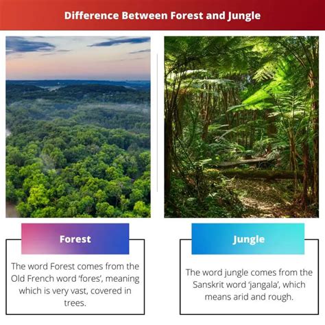 Diferença Entre Floresta E Selva