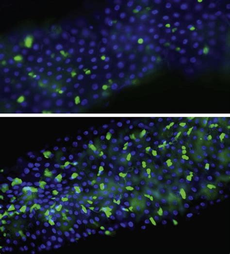 Immunology Select Cell