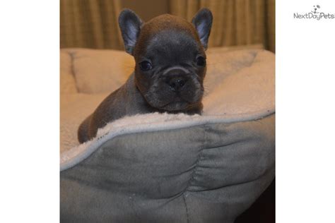 Buy and sell french bulldogs puppies & dogs uk with freeads classifieds. Blue : French Bulldog puppy for sale near Boston ...