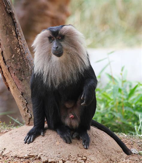 Endangered And Threatened Endemic Monkey Lion Tailed Macaque