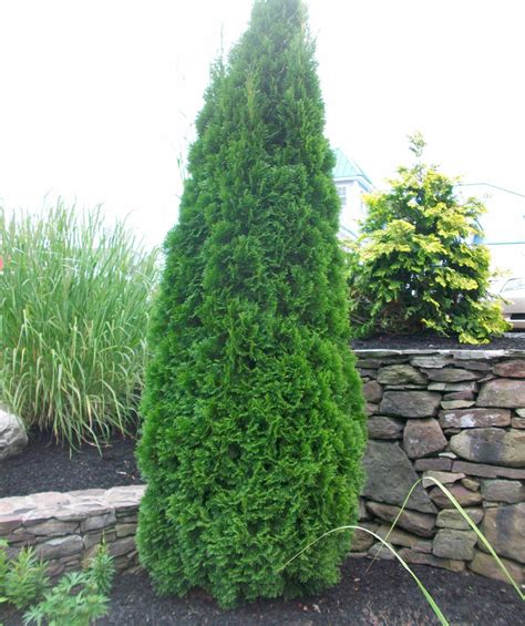 It is also columnar, growing with the same thickness from the bottom no. Emerald Green Arborvitae