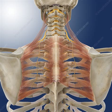 Discover if your back pain is caused by an inflammatory condition like as. Upper back anatomy, artwork - Stock Image - C014/6967 ...