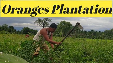 Oranges Plantations Vlog Orange Farming In India Oranges In