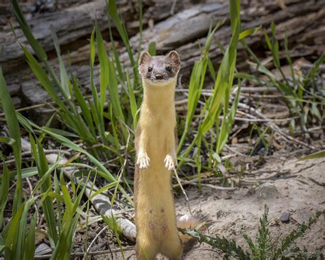 Wyoming Short Tailed Weasel Photograph By Art Soderholm