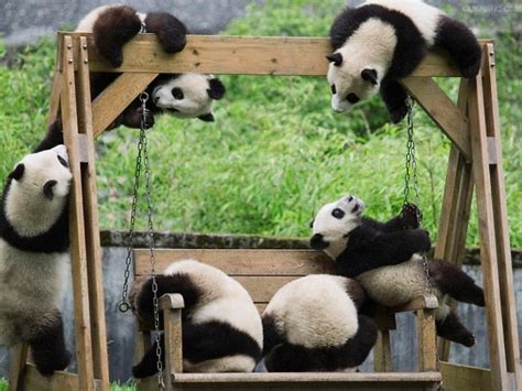 Base De Investigación De Crianza De Pandas Gigantes