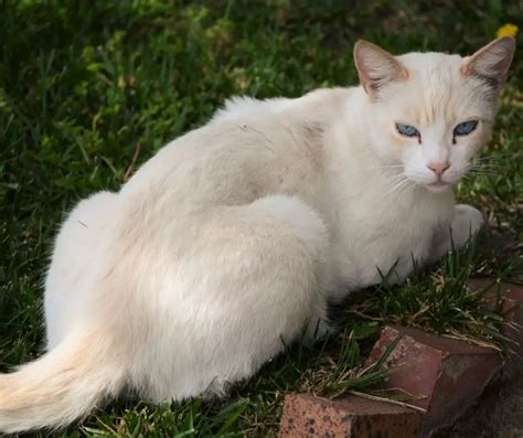 Do Flame Point Siamese Get Along With Other Cats Animals Hq