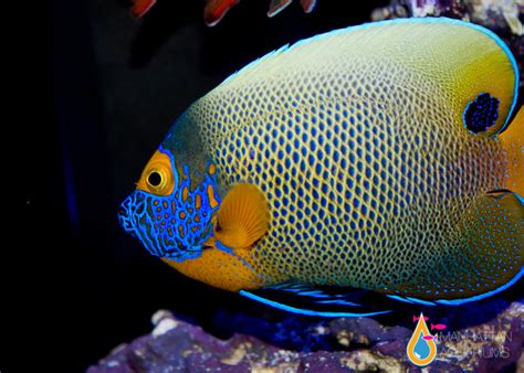 Blueface Angelfish Manhattan Aquariums