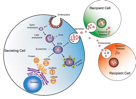 Mechanisms Of Exosome Biogenesis And Secretion Exosome Biogenesis