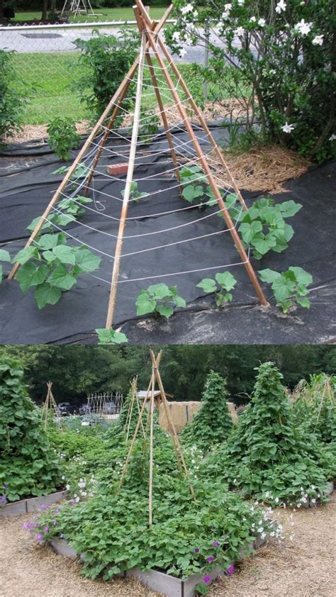 This post may contain affiliate links. 15 Easy DIY Cucumber Trellis Ideas | Diy garden trellis ...