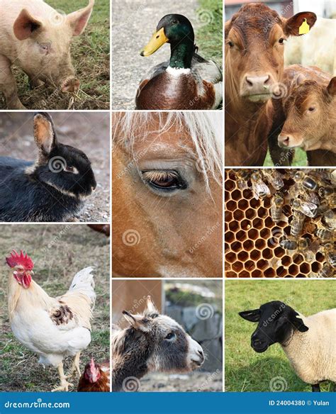 Collage Of Farm Animals Stock Photo Image 24004380