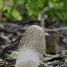 Penis Penis Discover Share Gifs