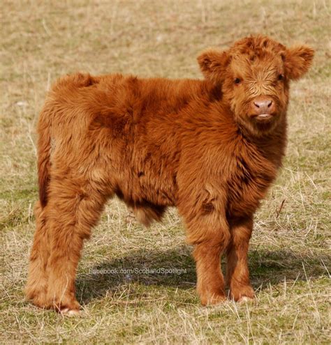 Highland Calf So Cute Cow Fluffy Cows Baby Cows
