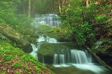 Free Picture Waterfall Forest Wood Stream Nature Riverbank Moss