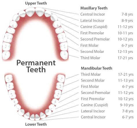 Wisdom teeth, otherwise known as your third molars, are the last teeth to grow in and often arrive between the age of 17 and 25. W Mendon NY, Mendon Family Dental