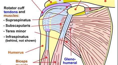 The shoulder joint is the connection between the chest and the upper extremity. Shoulder Ligaments, Bones And Tendons | Science Trends