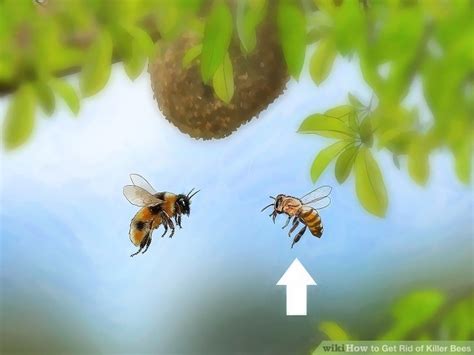 Cover your head and face with a thick cloth and … 3 Ways to Get Rid of Killer Bees - wikiHow