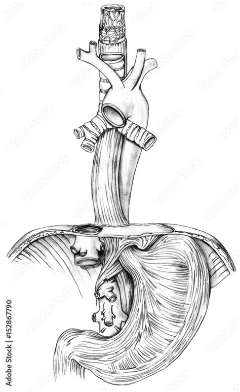Muscles Of Stomach With Surrounding Aorta Trachea And Diaphragm Stock